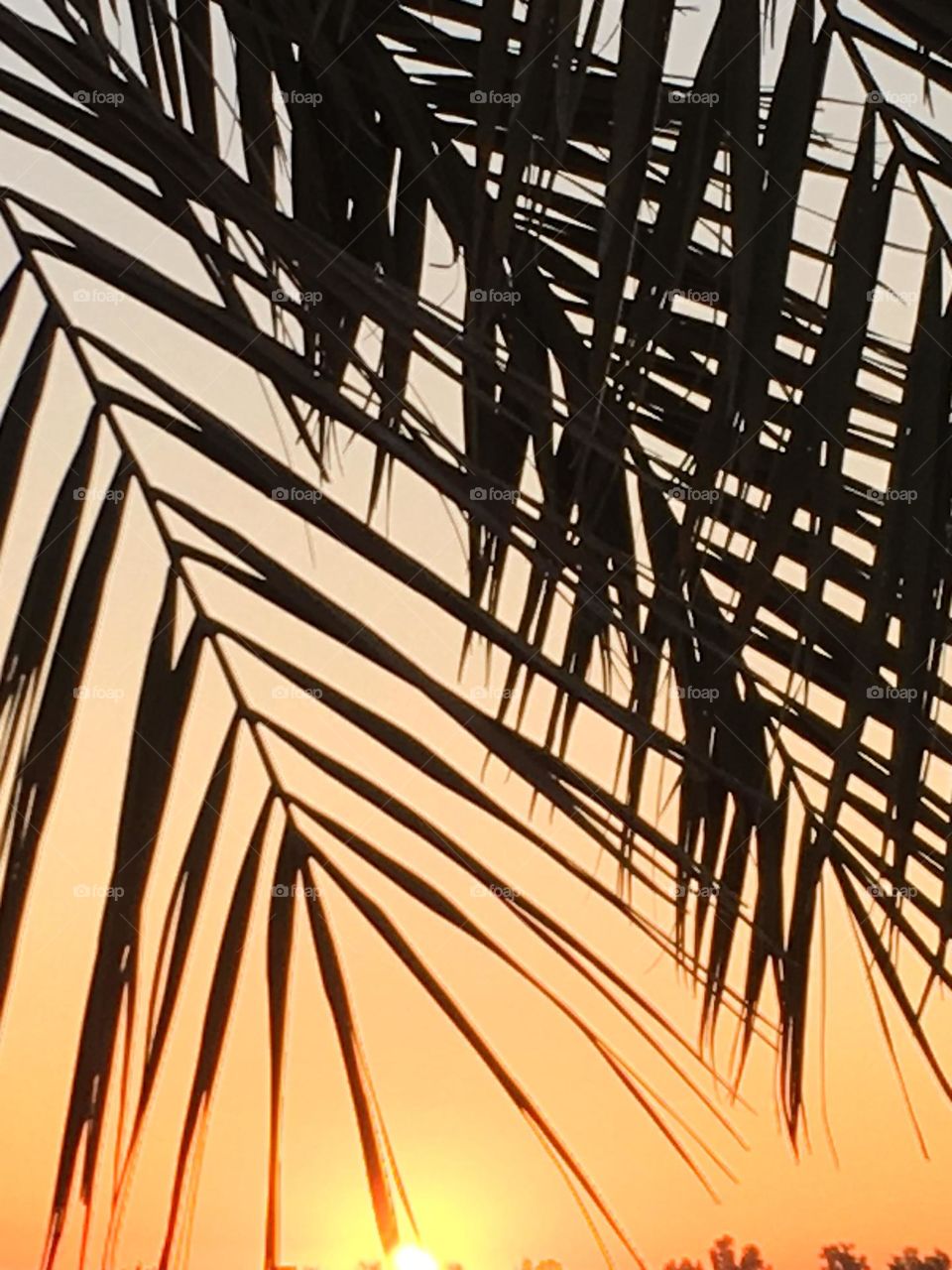 Beautiful sunset and palm tree 