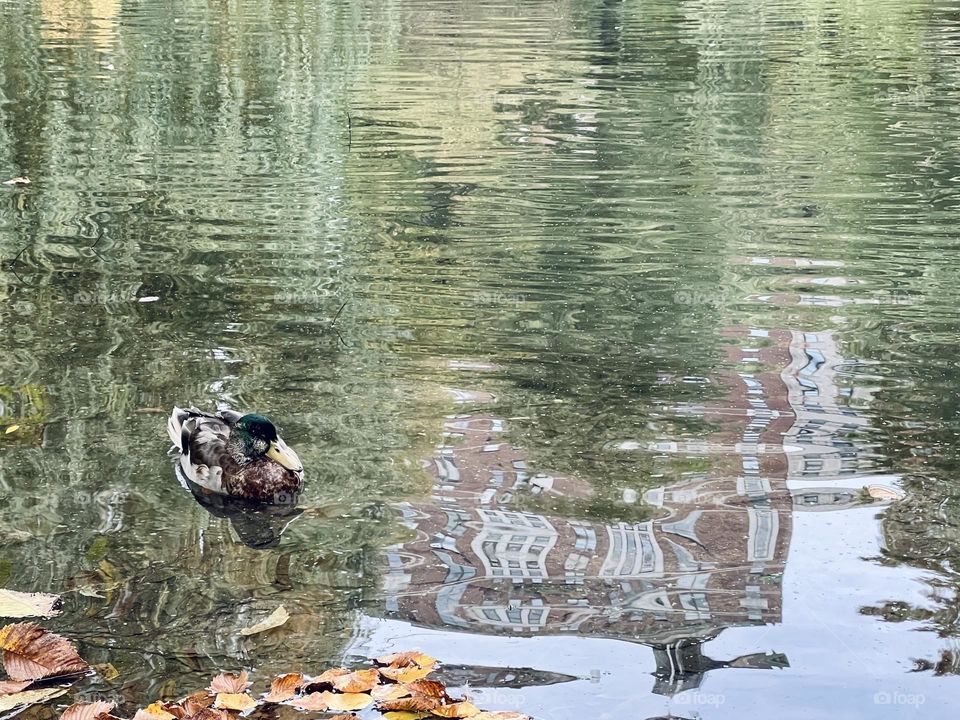 Isolated duck in the water floating and reflection of  a building.