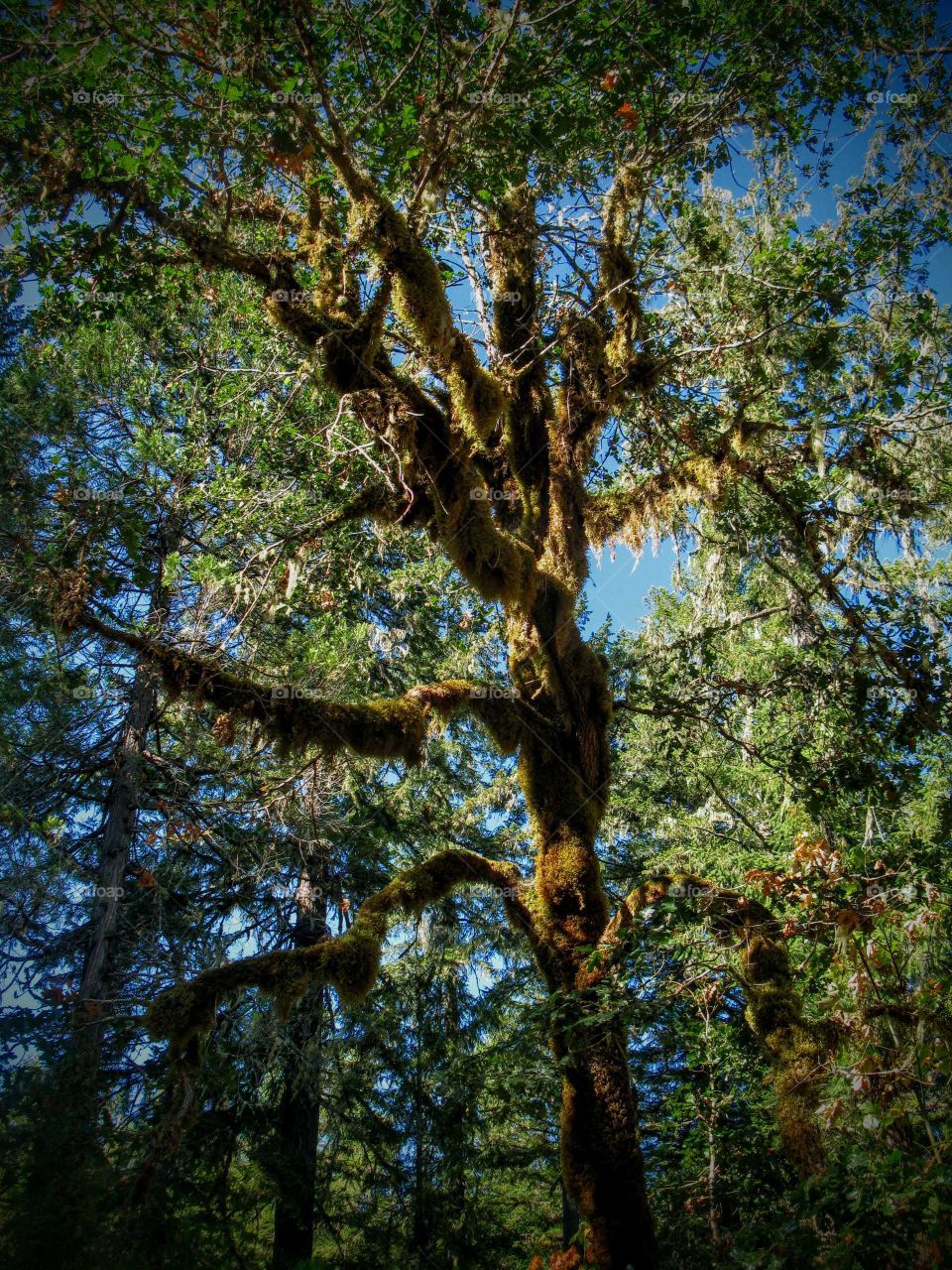 Beautiful Moss Covered Tree "Color Me Green"