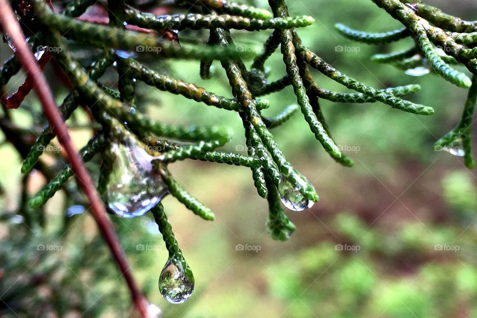 Raindrop on a pine tree 