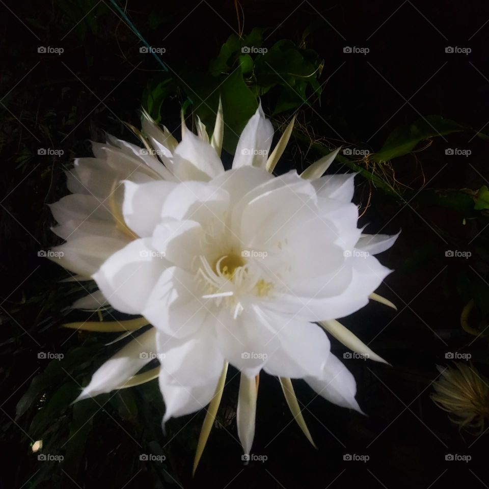 Dama da Noite (Hylocereus undatus)
