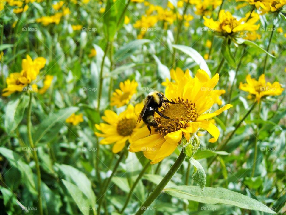 Sunflowers