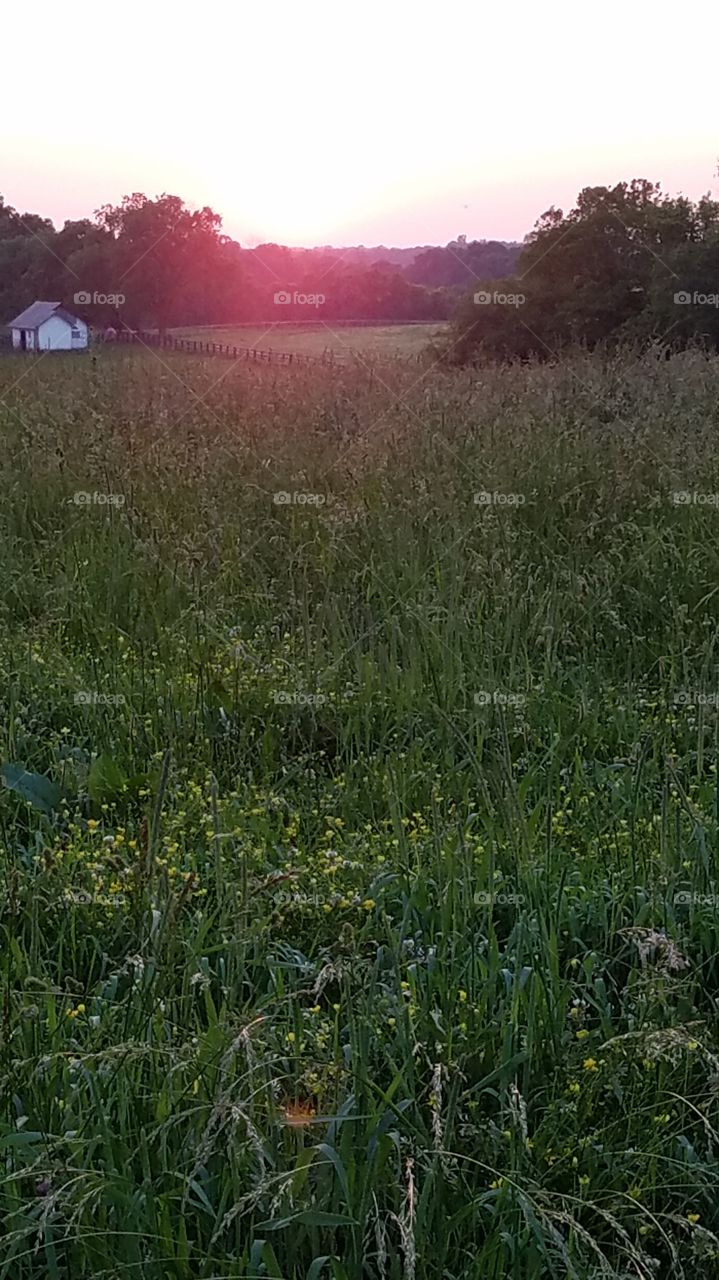 Sunset in a Kentucky pasture