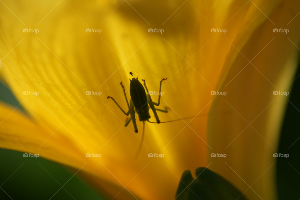 yellow flower insect silouhette by Pahars