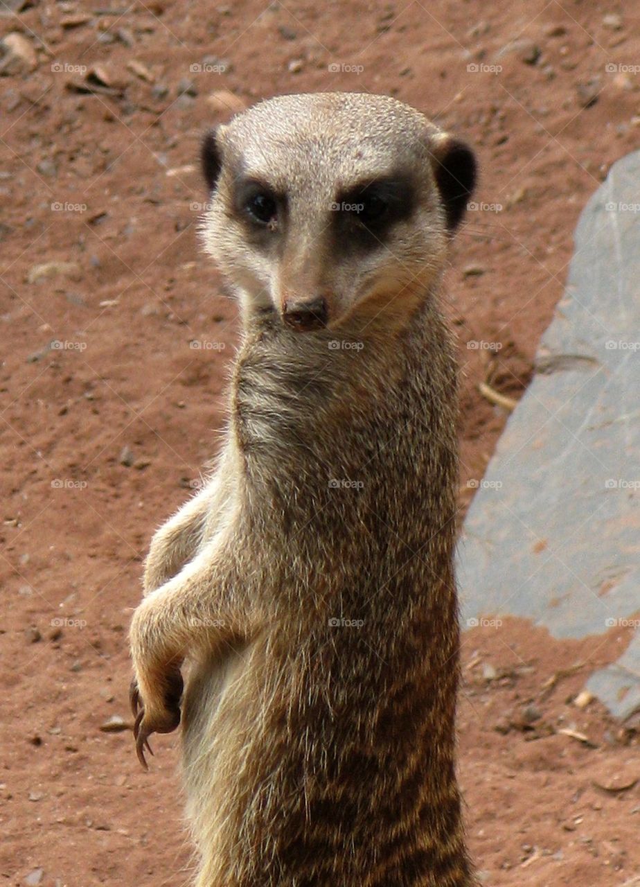 meerkat