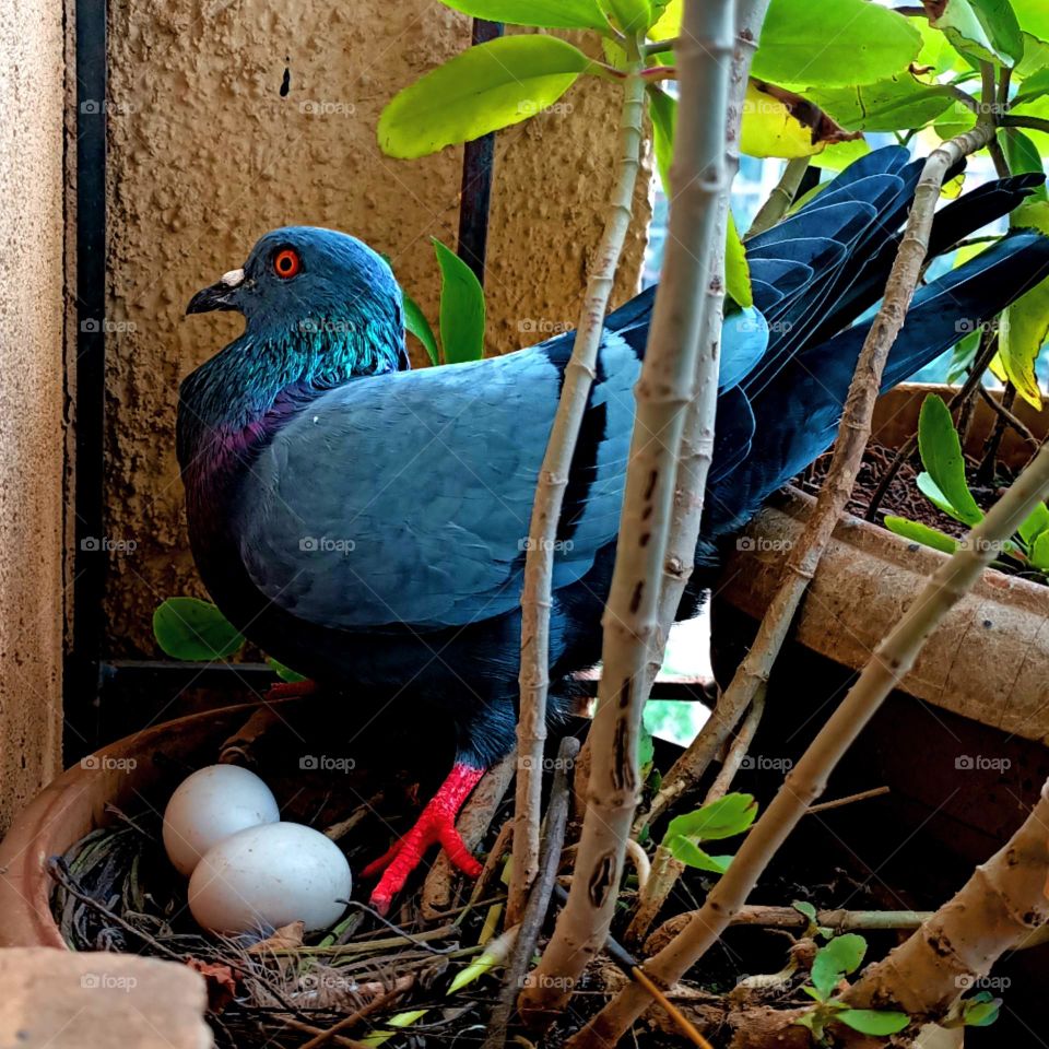 Mother pigeon