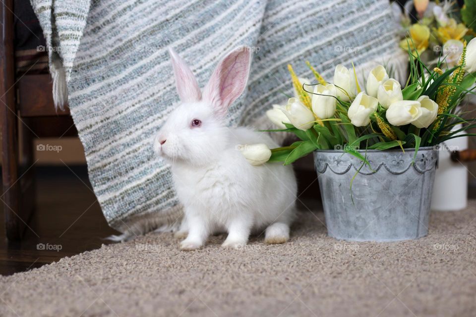 White bunny with tulips 