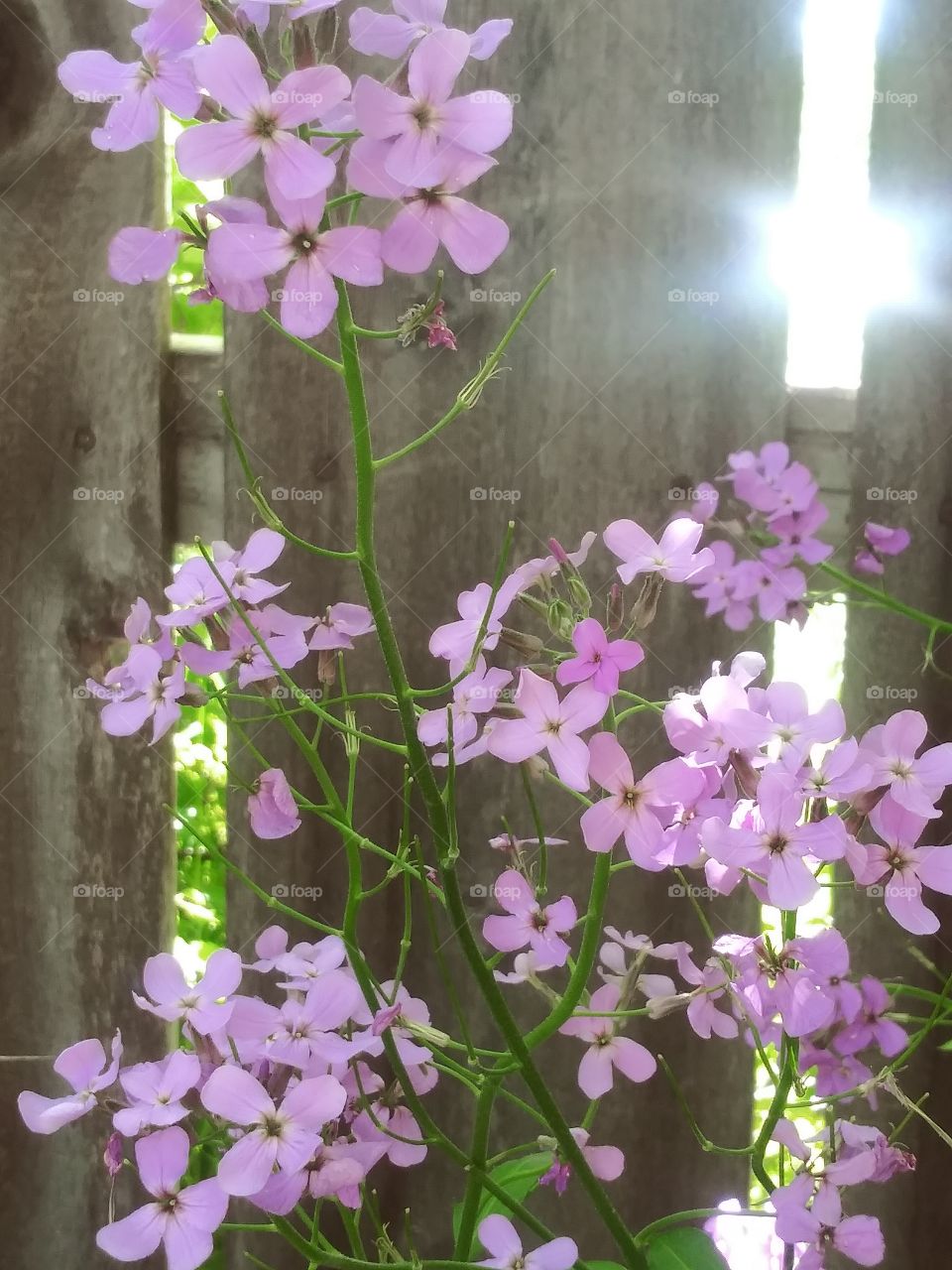 purple flowers and wood fence