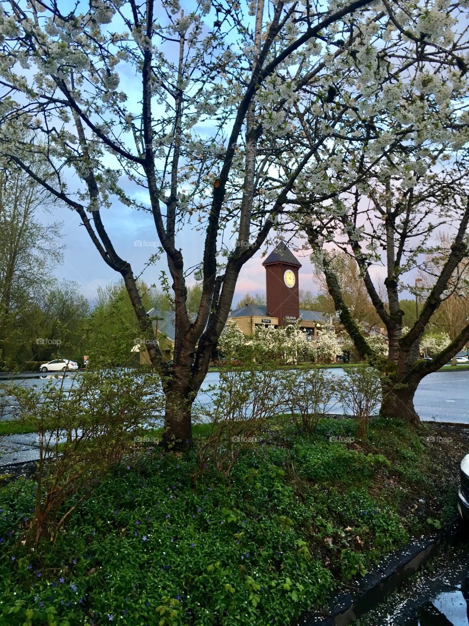 Spring time at dusk with tree blossoms. 