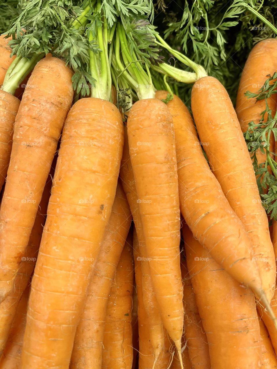 Focus on carrots on the market