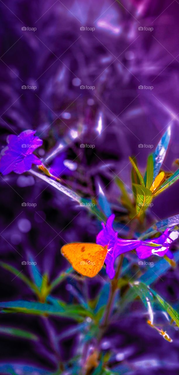 a colorful interpretation of yellow butterfly snacking off of mexican heather