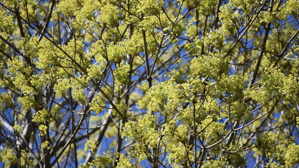 Lush green spring foliage 