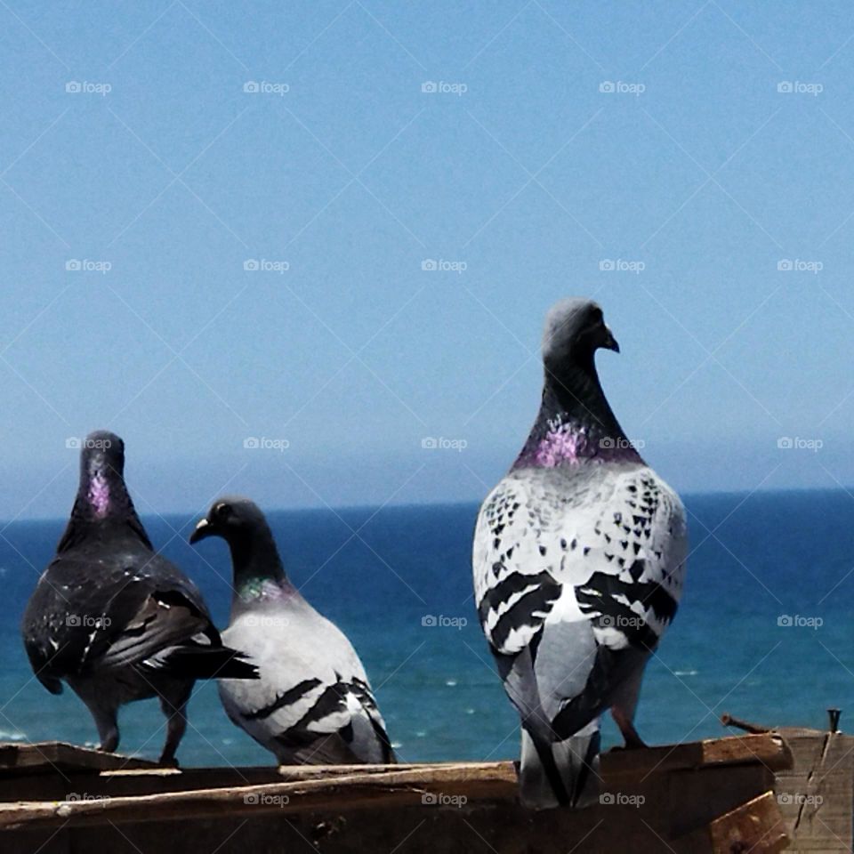 wonderful pigeons on a roof