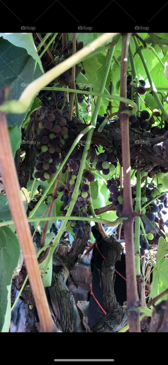 Fresh grapes grows from the backyard 
