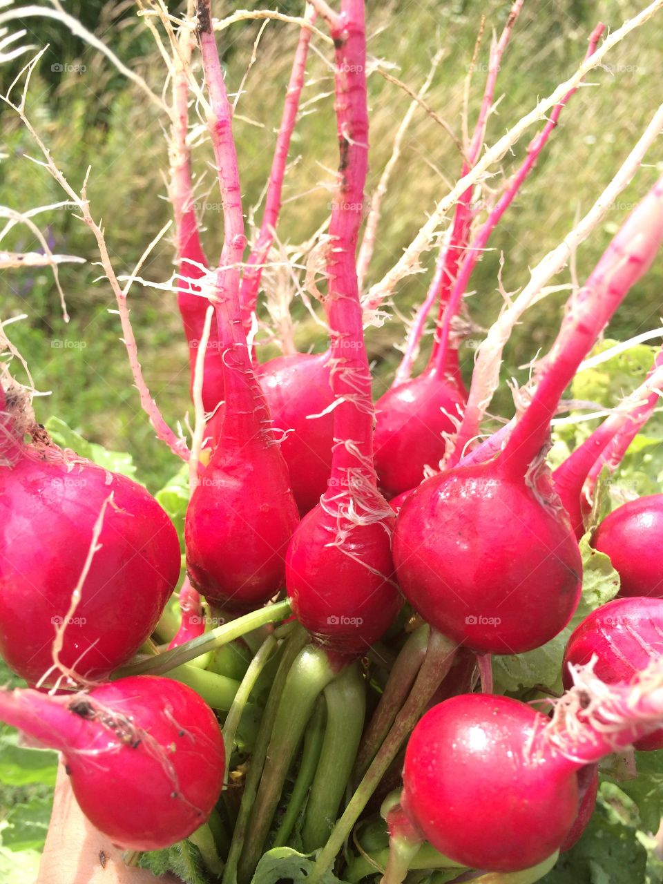 Organic Red Radishes. Fresh picked, red radishes