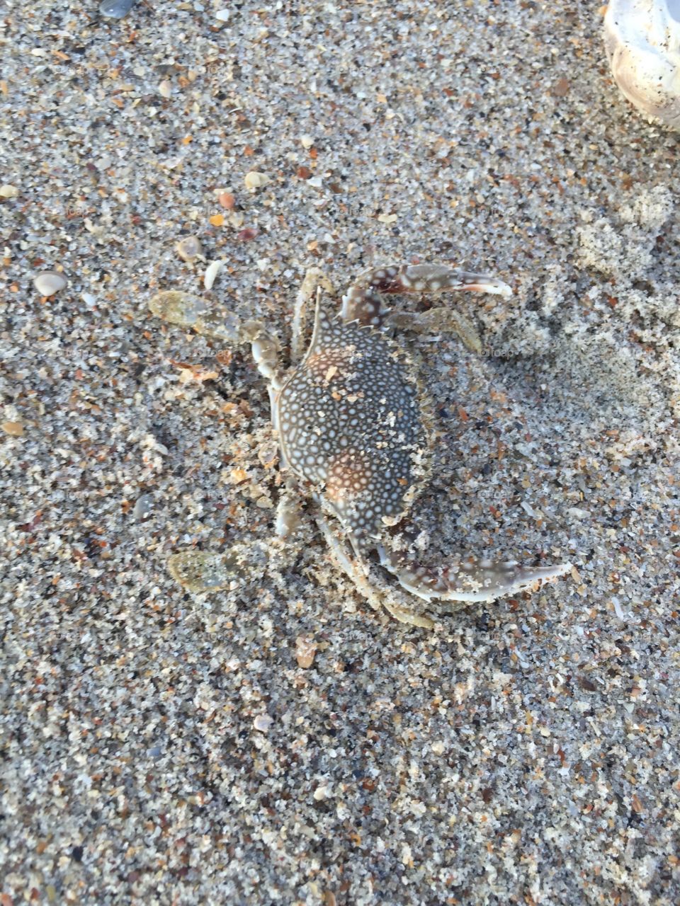 Crab