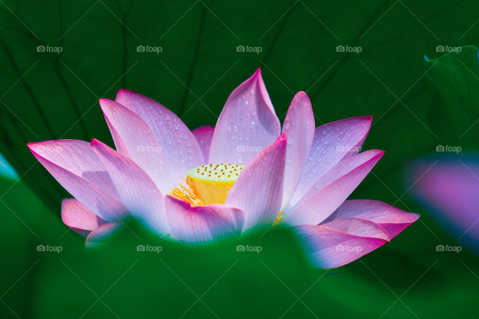water lily charm in summer breeze