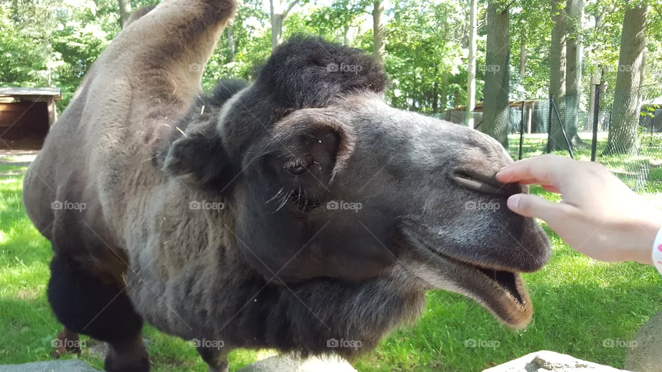 Camel