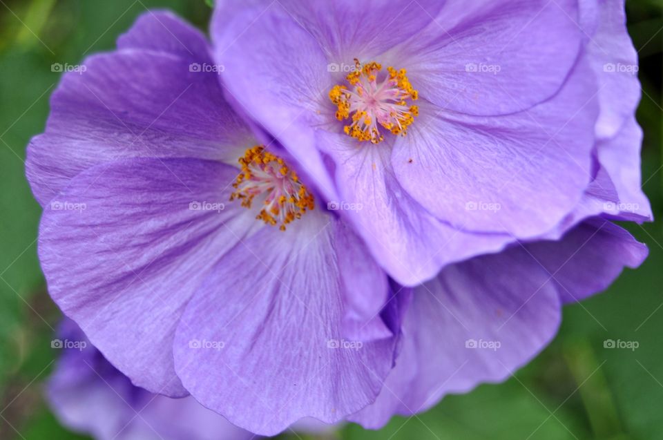 purple poppy