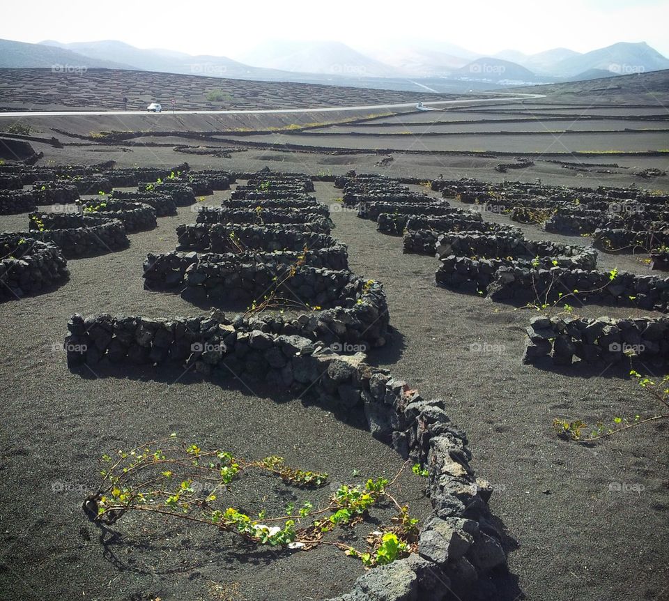 La Geria vineyard, Lanzarote