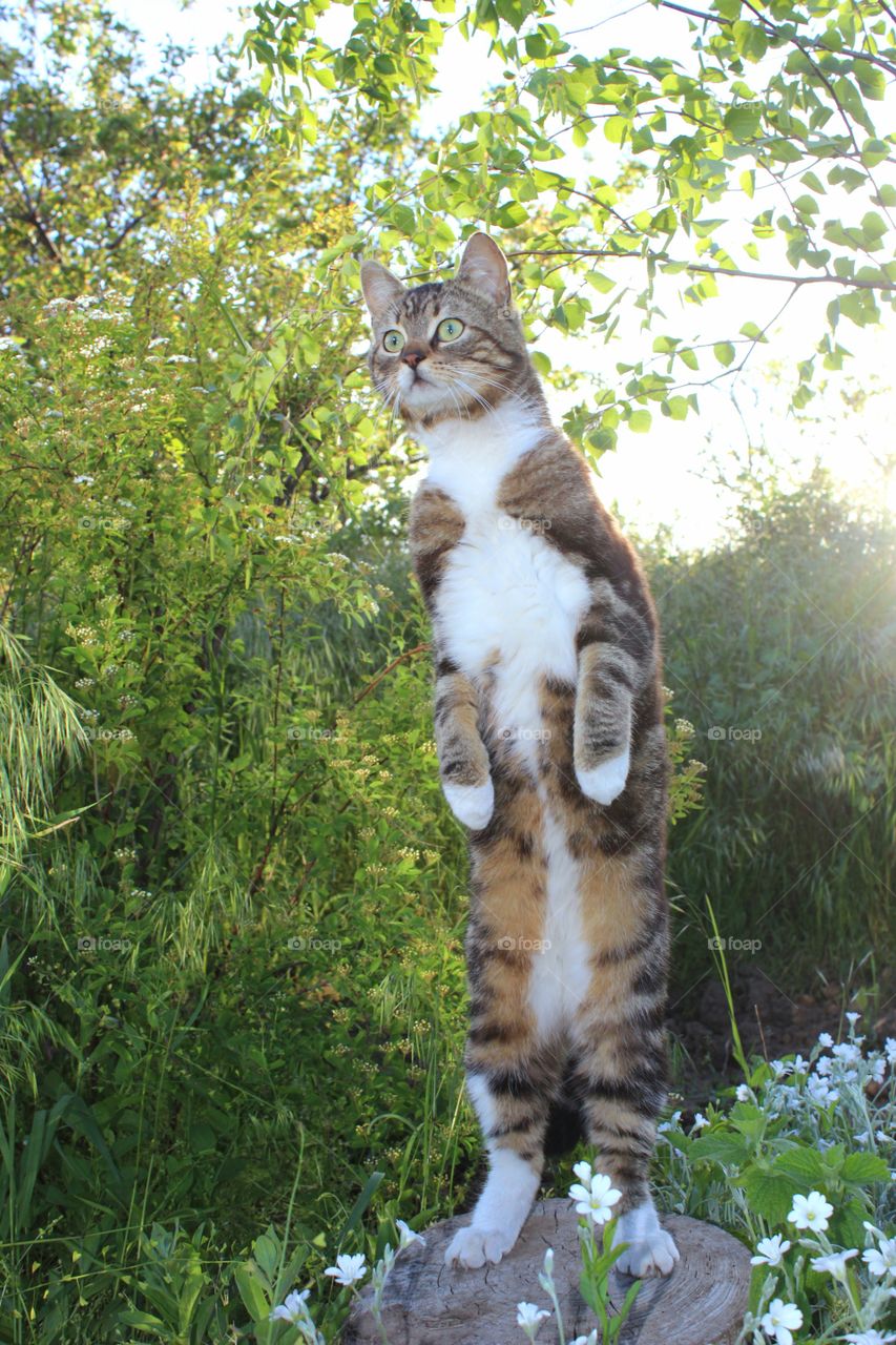 cat standing on a stump on its hind legs