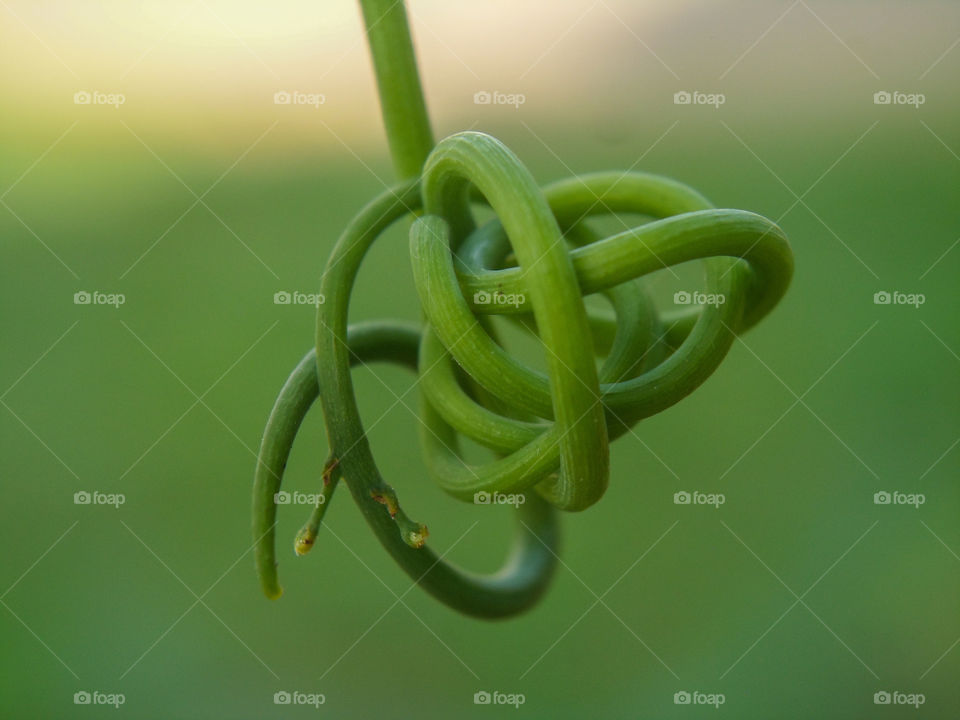 vine plant entangled