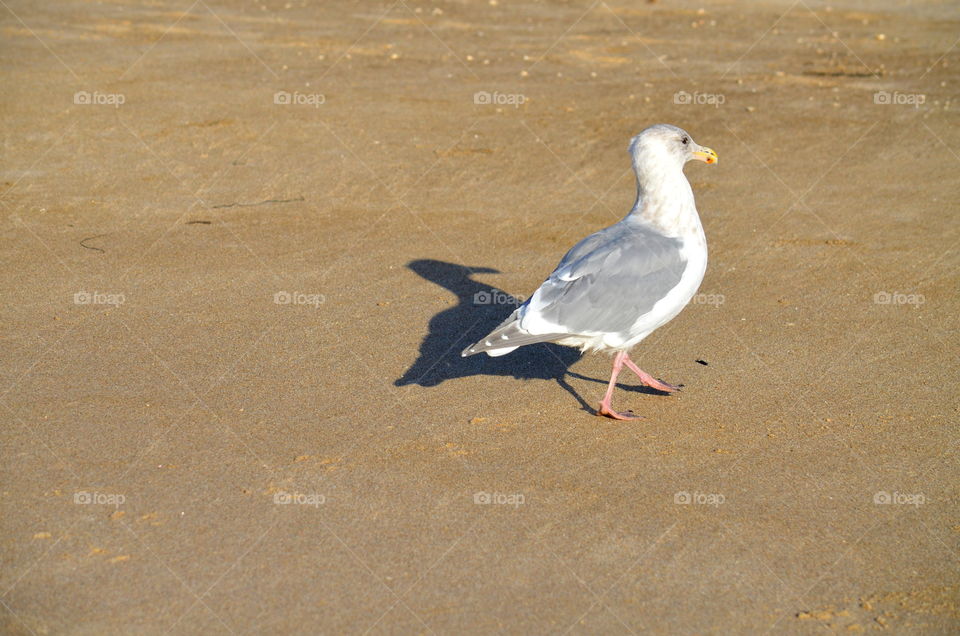 seagull