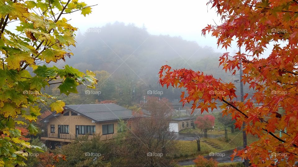 Foggy morning at the farm