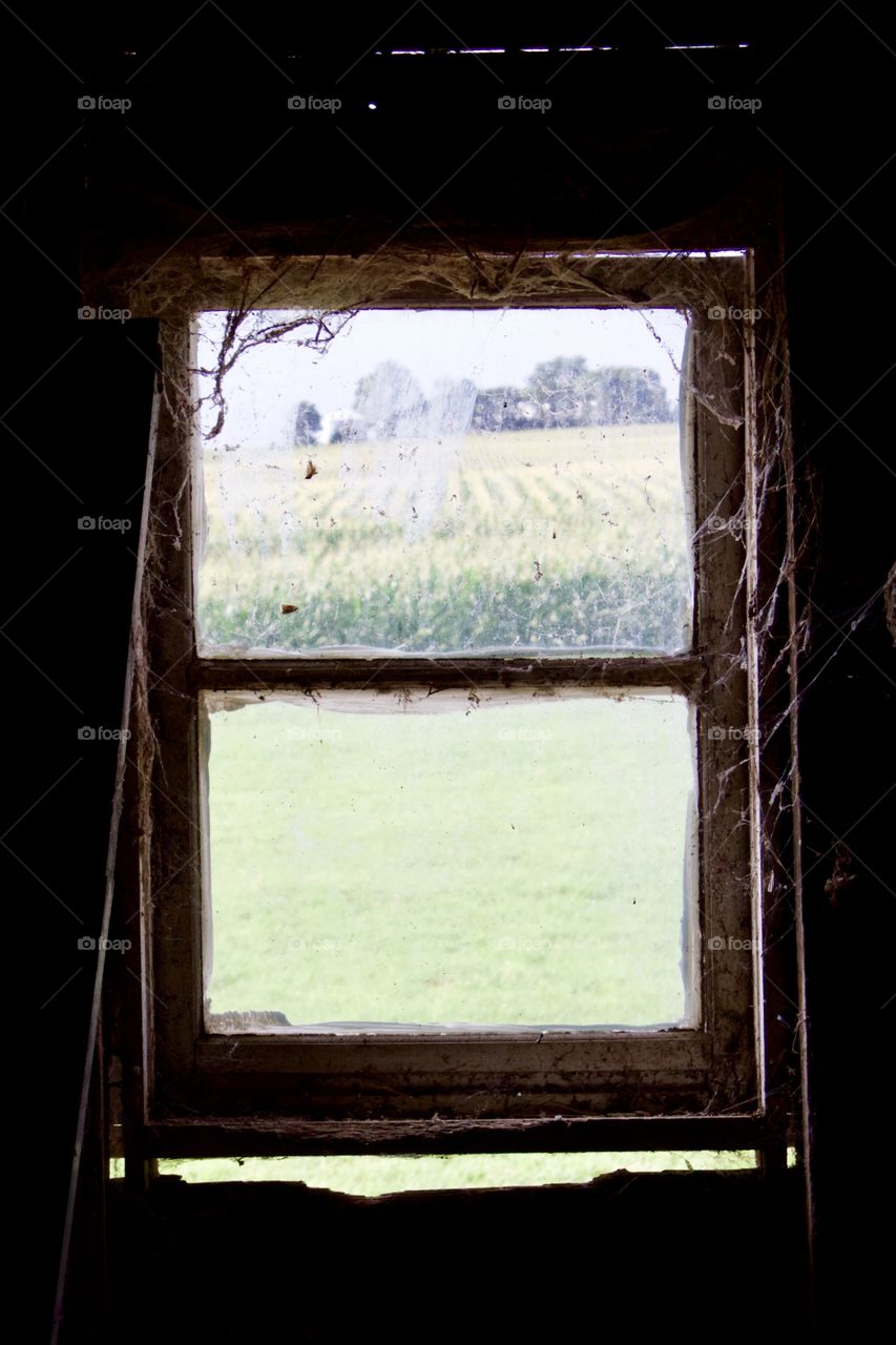 View of a lush cornfield and beautiful country side through the cobwebs of a hayloft window in an old, dusty barn 
