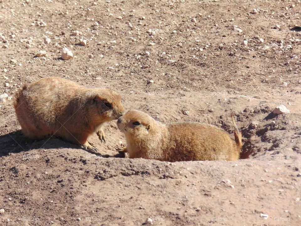 Two prairie dog friends. 