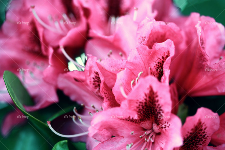 Vibrant pink flowers showing off graceful details 
