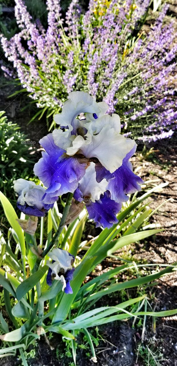 Blue Iris
