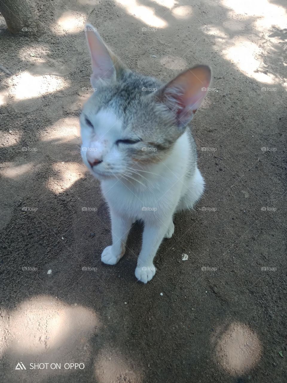 my pet siting beautiful,white pet