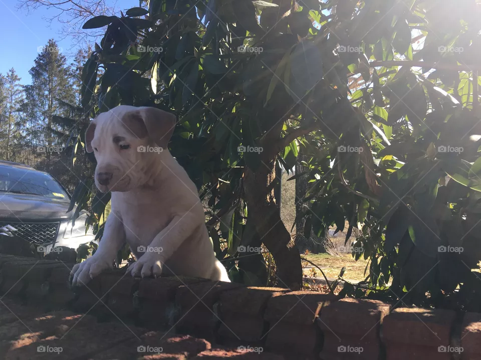 Cute dog
