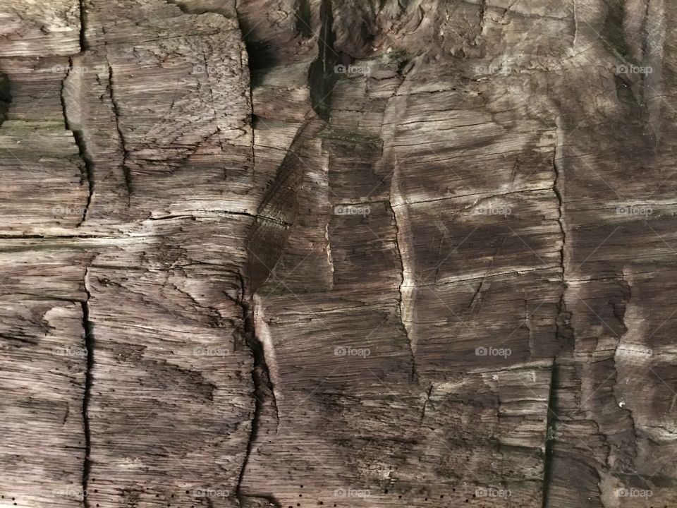 Wood bark