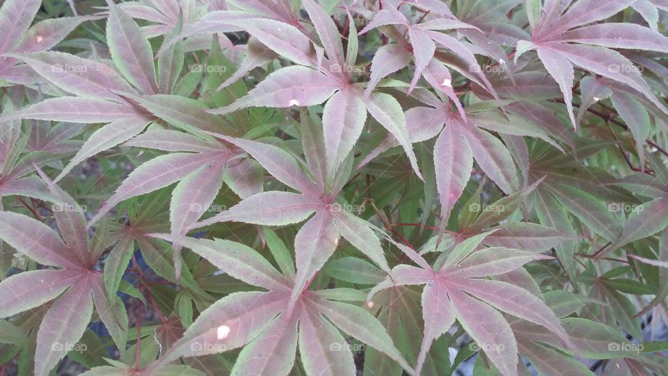 Japanese Maple leaves. I was taking pictures of trees and leaves around my yard