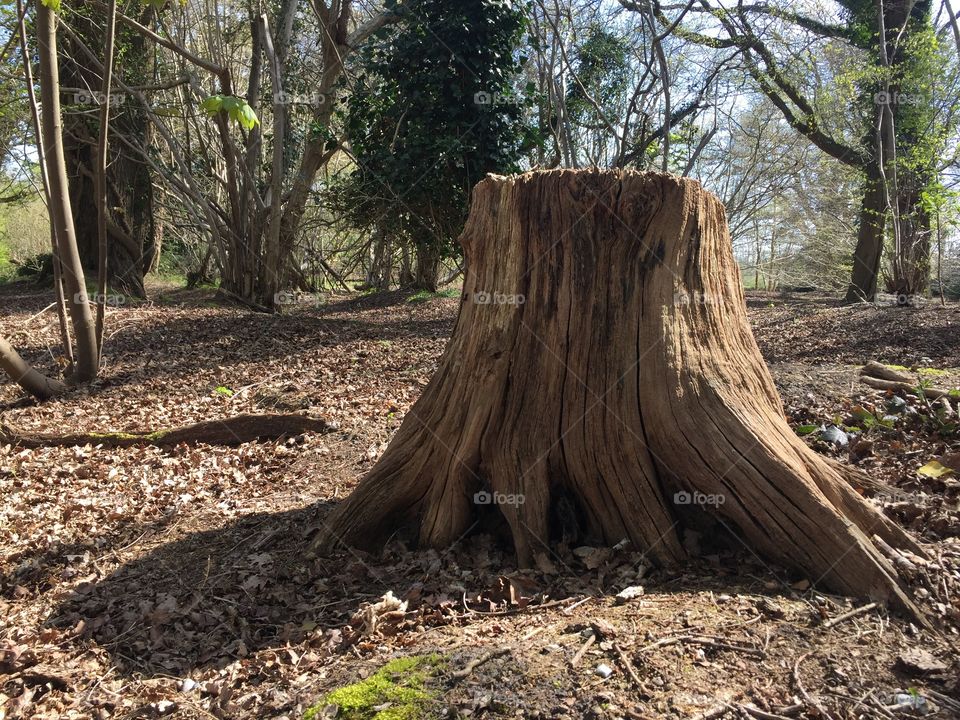 Tree stump in the woods
