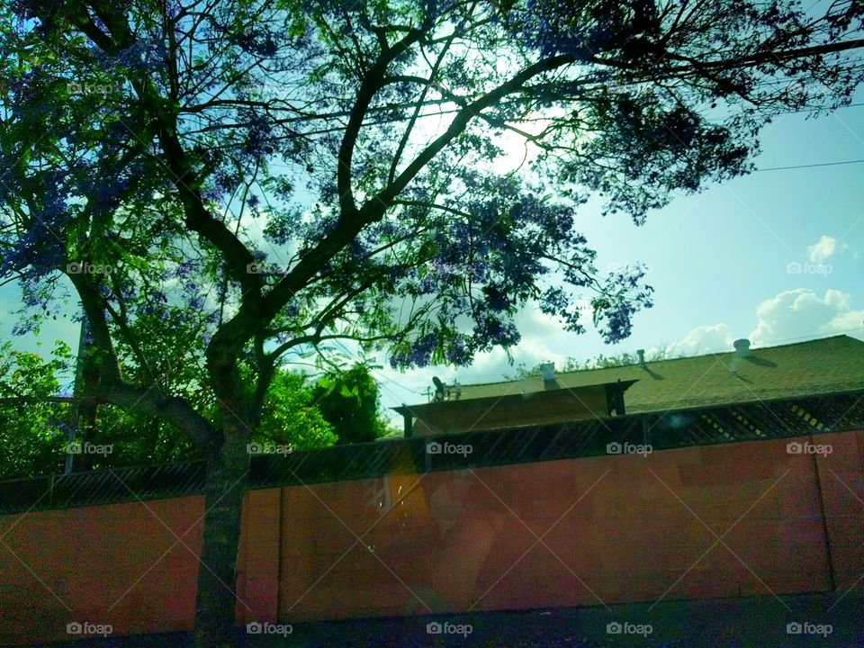 Flowering Tree Over Fence