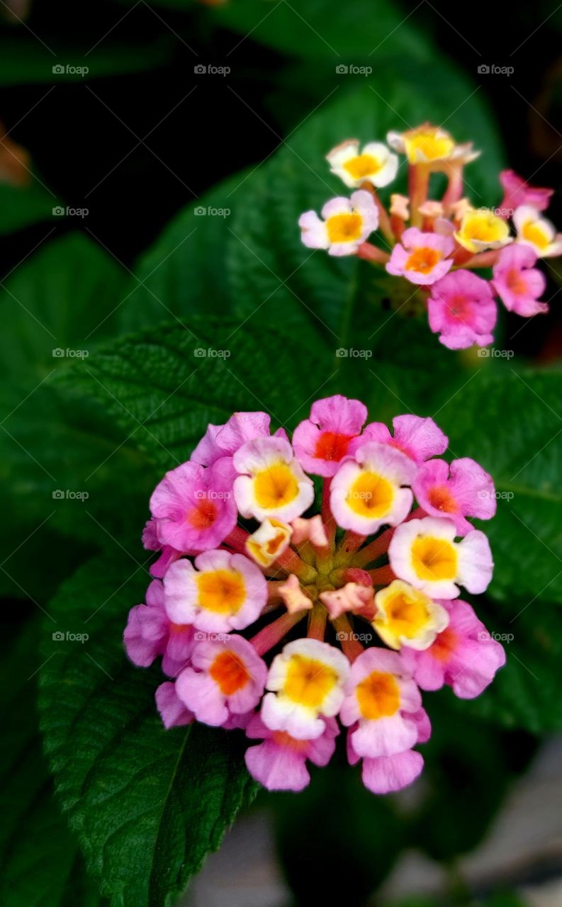 Verbenaceae is a member of the flowering plant family