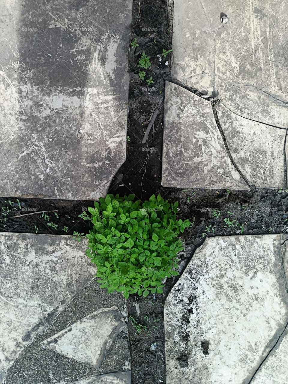 "Life finds a way, even in the smallest cracks. Green against the gray, a quiet rebellion."