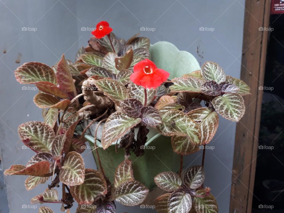 red flowers in a vase