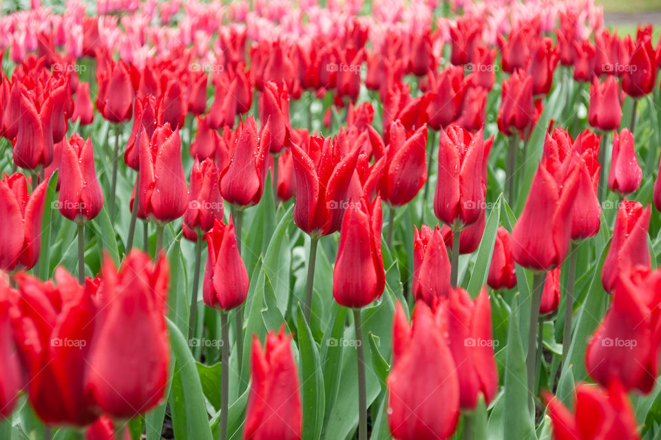 Tulips field