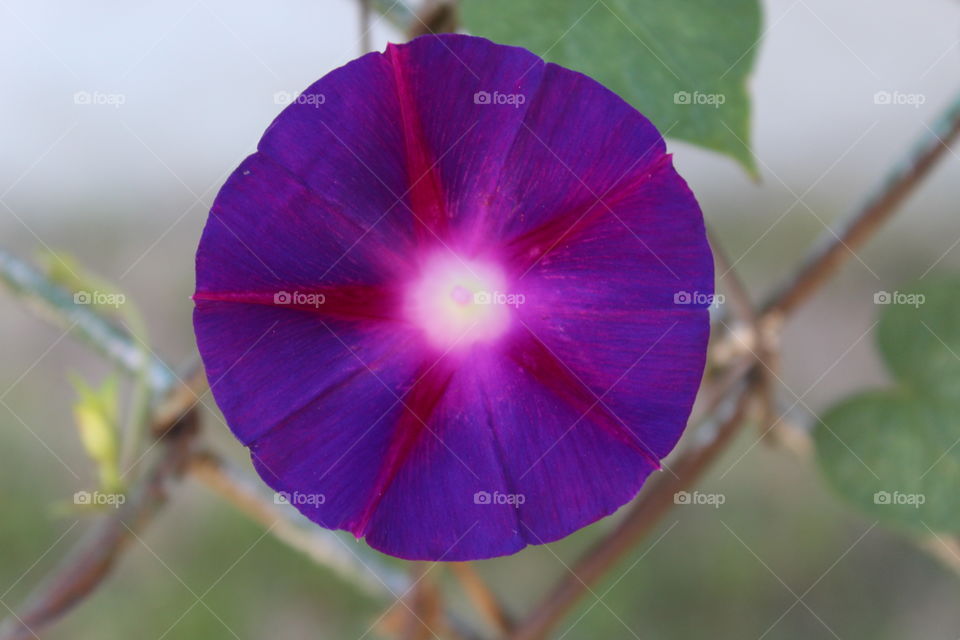 Close up of round purple flower