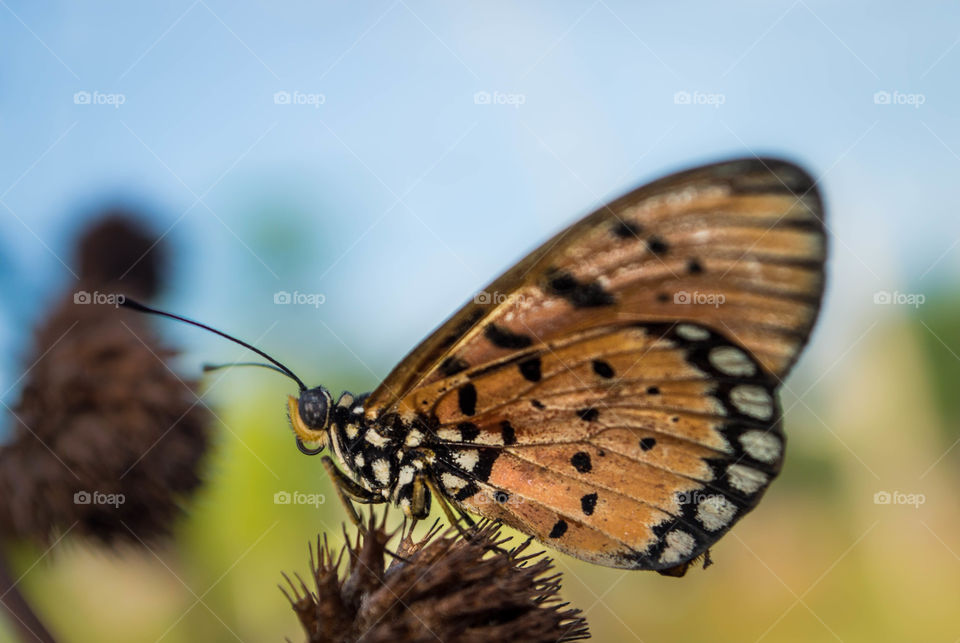 Brown butterfly flapping wings