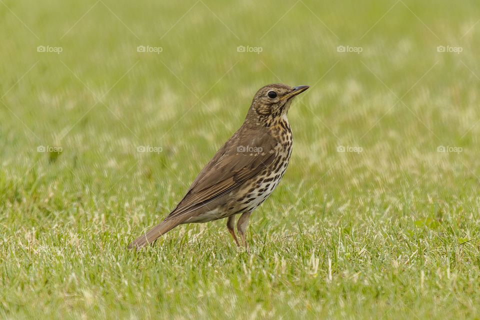 Song thrush