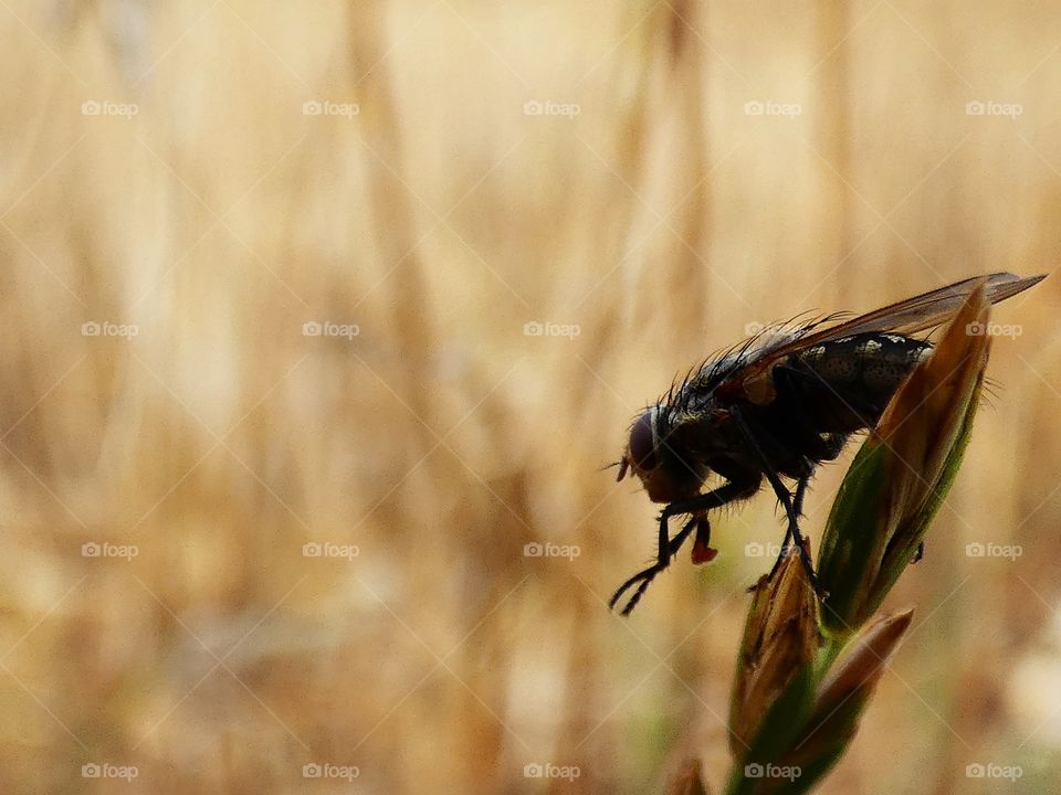 portrait of a fly