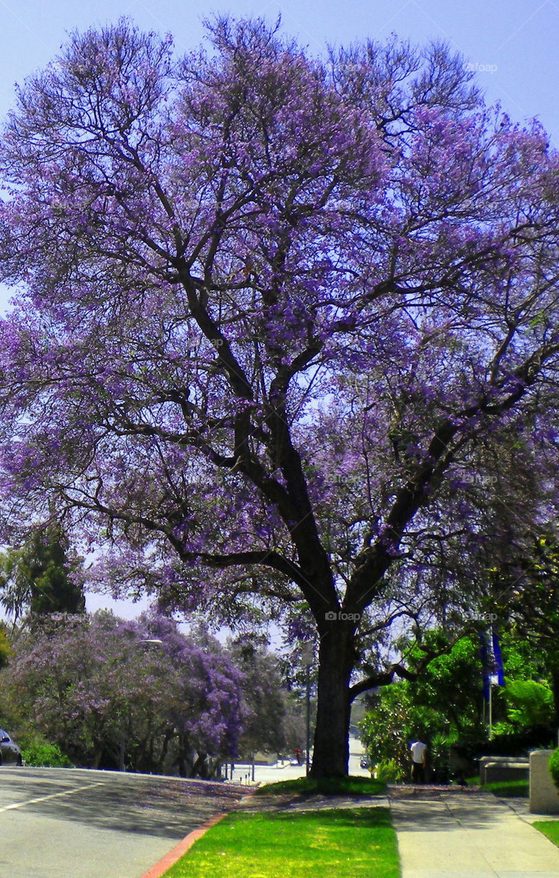 purple tree?