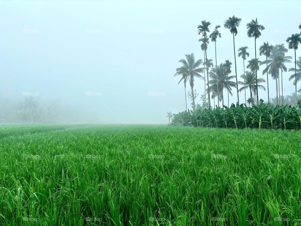 Gods own Country “Kerala”, Beautiful Nature wallpaper 