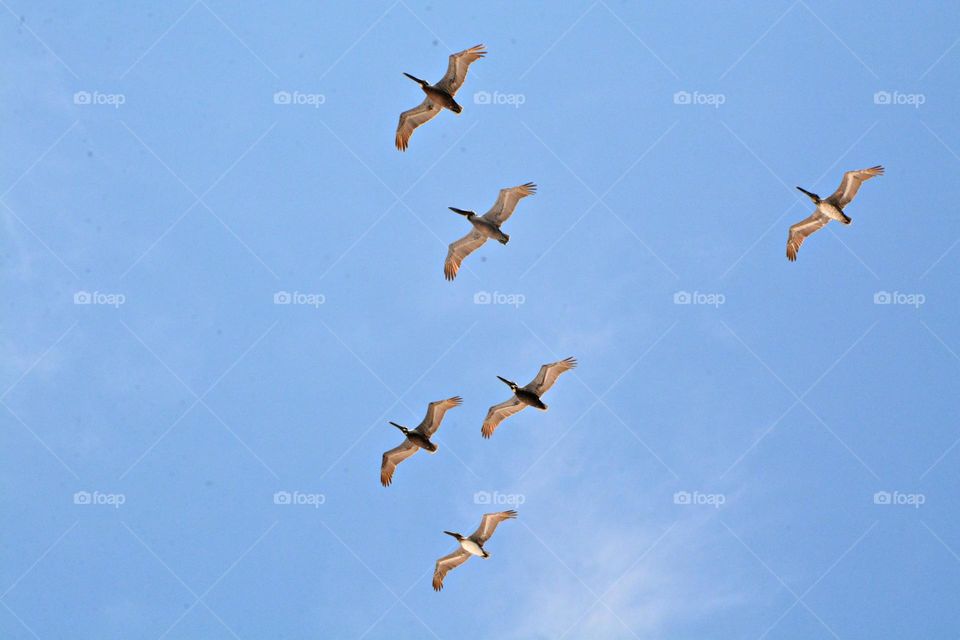 Life in Motion - A flight of large brown pelicans fly in formation across the Gulf of Mexico