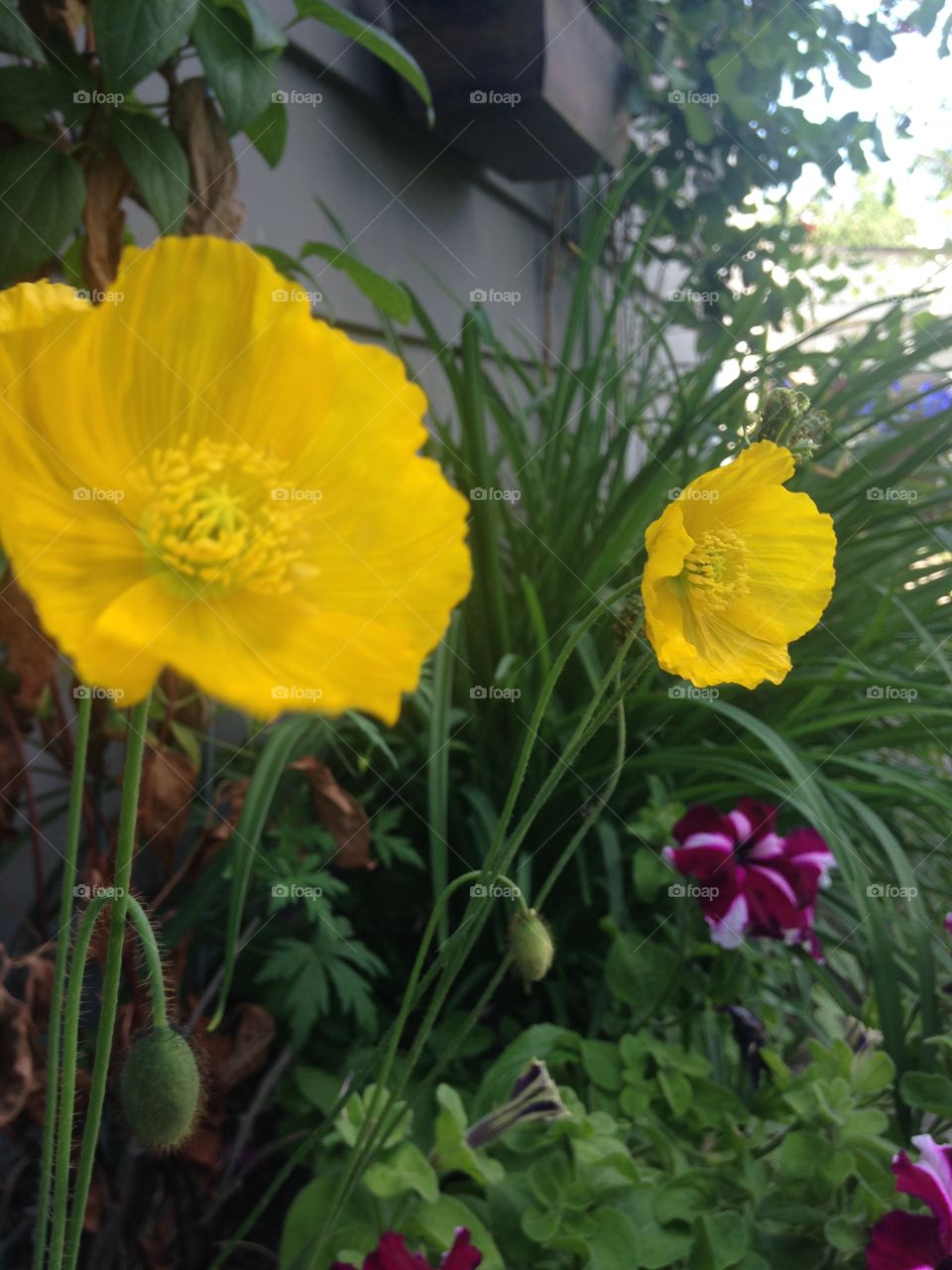 Yellow poppies